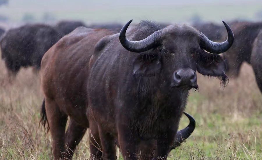 Tanzania Zanzibar safari rejse ngorongoro bøfler