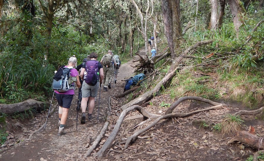 Tanzania Zanzibar safari rejse ngorongoro kilimanjaro rejse