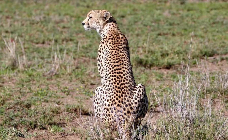Tanzania Zanzibar safari rejse ngorongoro gepard