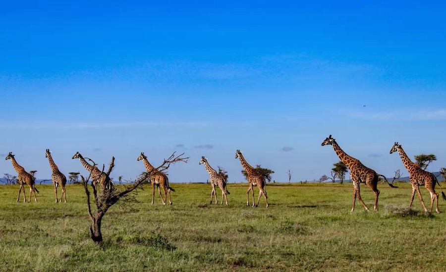 Tanzania Zanzibar safari rejse ngorongoro giraffer på savannen