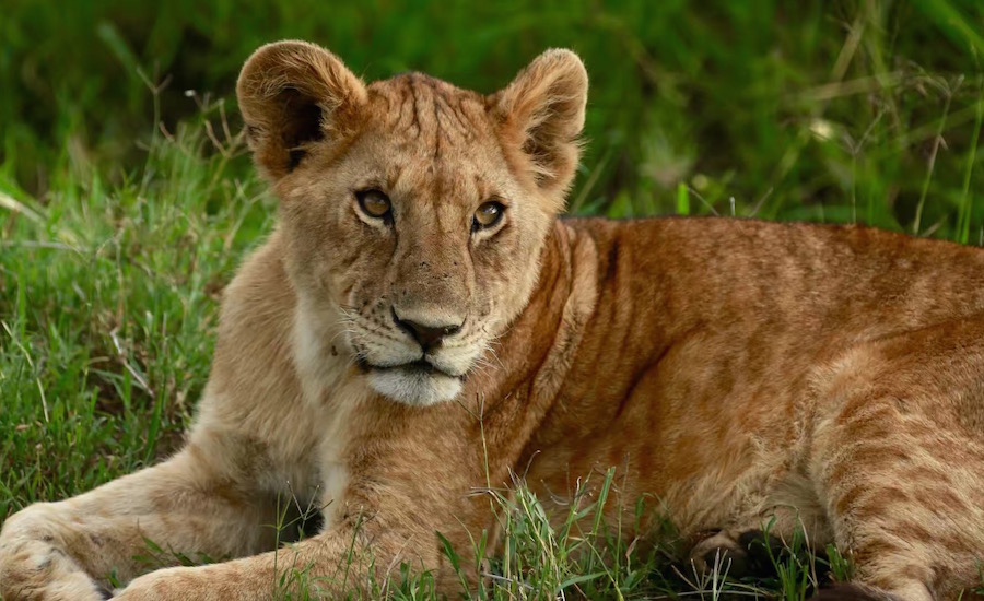 Tanzania Zanzibar safari rejse ngorongoro hunløvesafari i Tanzania