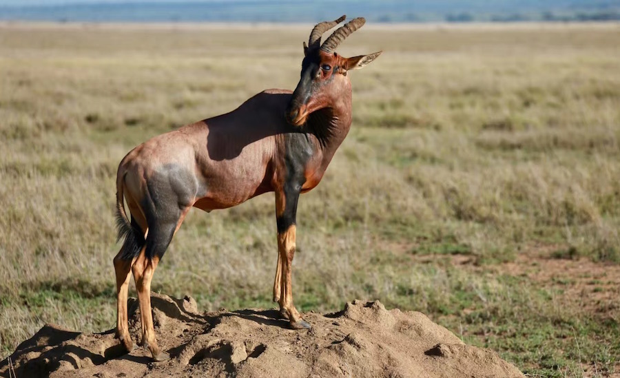 Tanzania safari serengeti Topi
