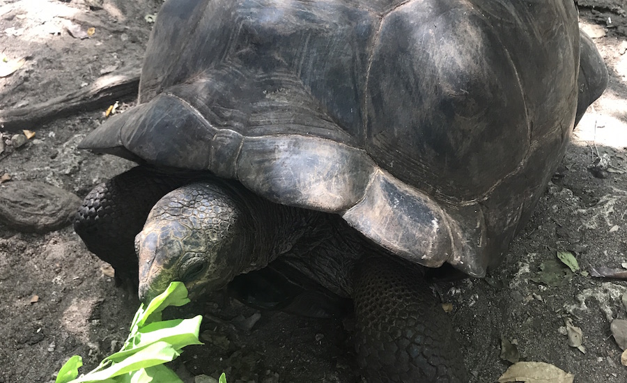 Tanzania Zanzibar udflugter på Zanzibar Prison Island kæmpeskildpadde