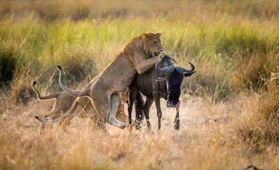 safari