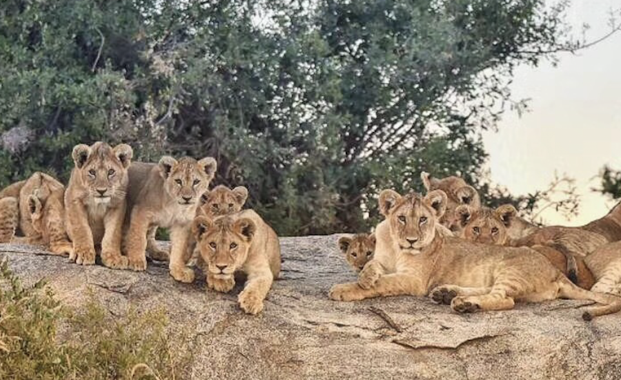 Tanzania Zanzibar safari rejse ngorongoro løve familiefamiliesafari i Tanzania