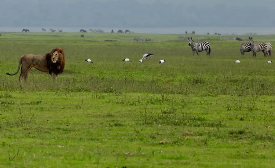Tanzania Zanzibar safari rejse ngorongoro løve og zebra på savannen