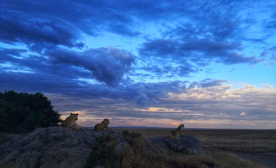Tanzania Zanzibar safari rejse ngorongoro løver i solnedgang