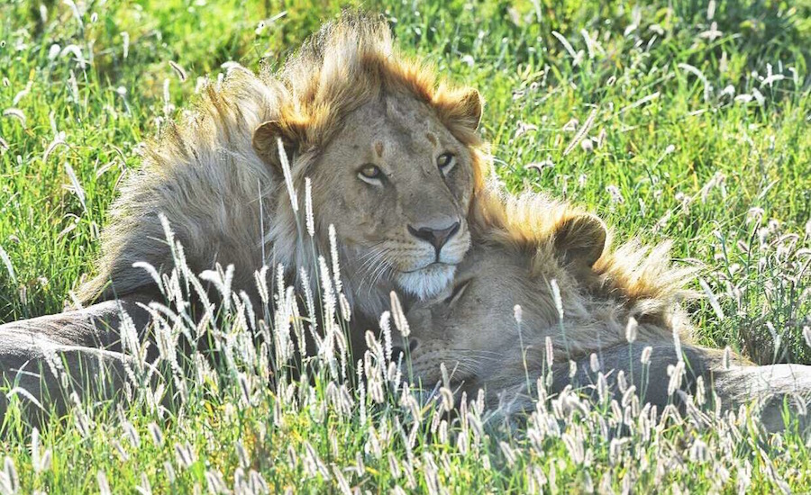 Tanzania Zanzibar safari rejse ngorongoro løver