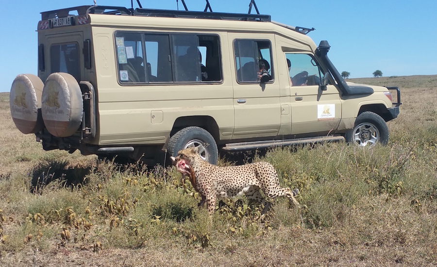 Tanzania Zanzibar safari rejse safaribil og gepard