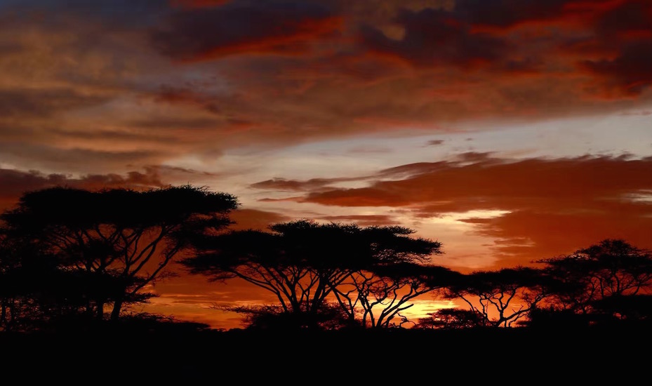 Tanzania Zanzibar safari rejse solnedgang over savannen