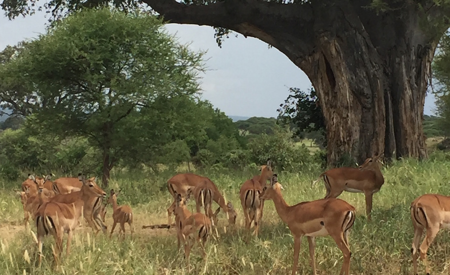 Tanzania Zanzibar safari rejse Safari i Serengeti