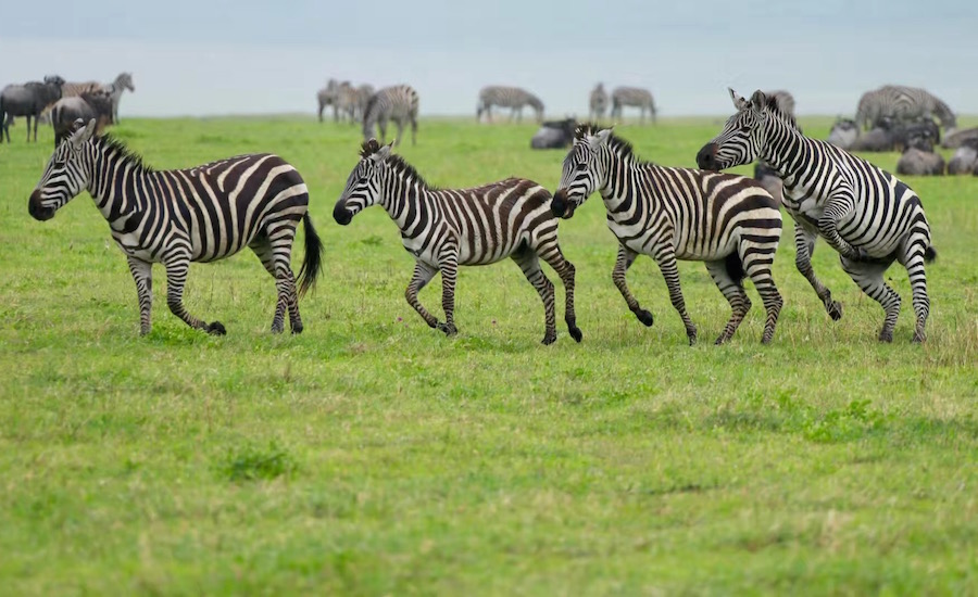 TAnzania Zanzibar safari rejse zebra