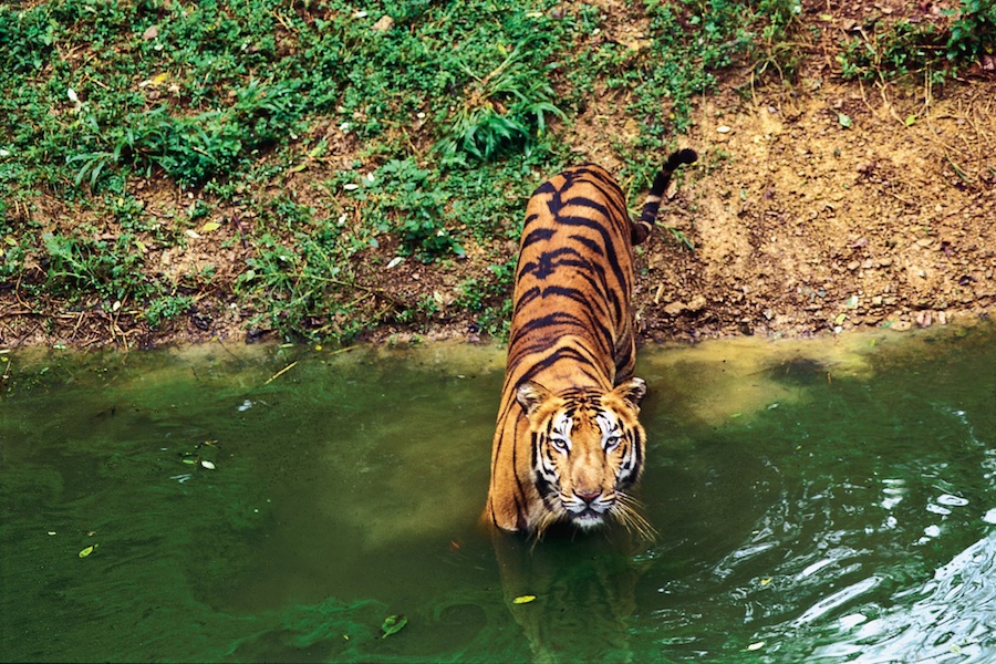 Tiger_i_vand - Taj og Tiger - Indien - Younes Rejser