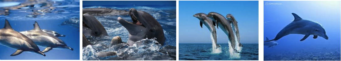 dolphins-house-udflugt-fra-hurghada