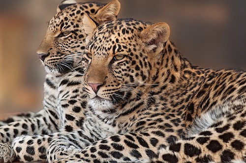leopard_Safari_tanzania_Younes Rejser