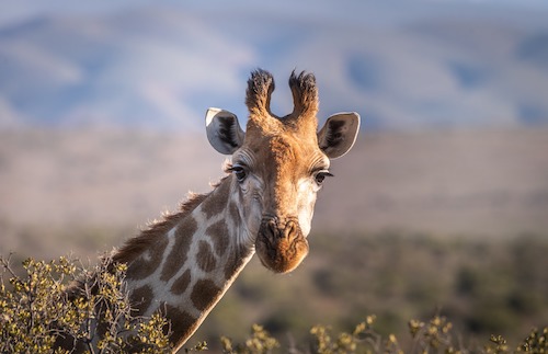 giraf_Safari_tanzania_Younes Rejser