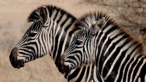 zebras_Safari_tanzania_Younes Rejser