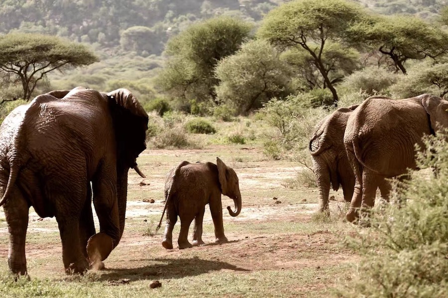 Zanzibar Tanzania safari elephants