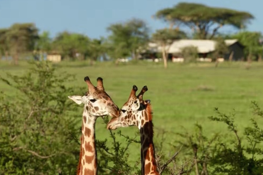 Tanzania safari giraf