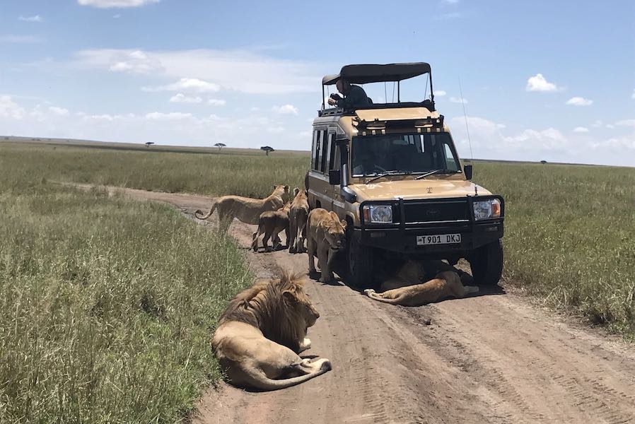 Zanzibar Tanzania safari lions resting by car