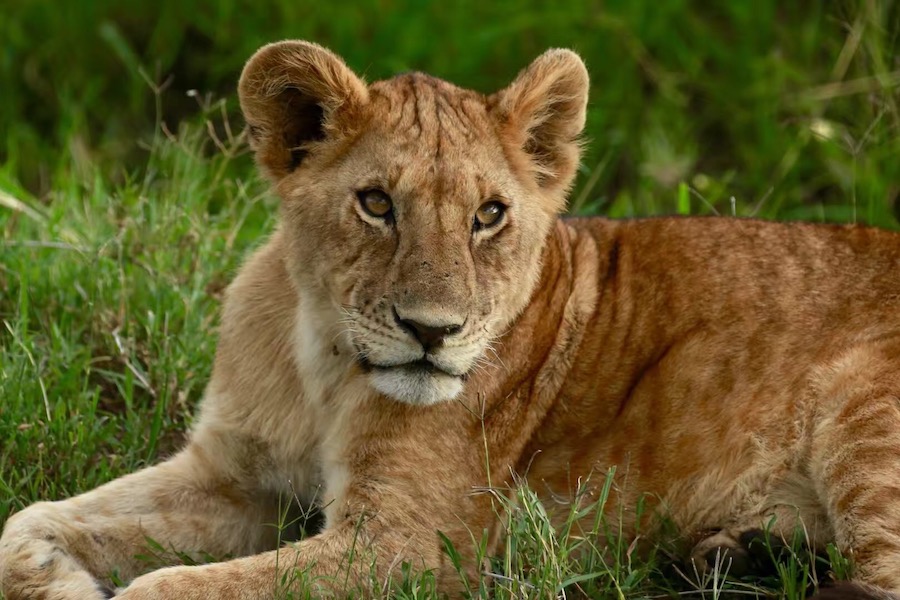 Tanzania safari miss lion