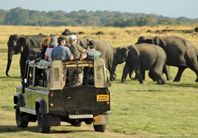 Sri Lanka safari