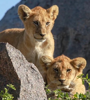 4 dages safari og luksus på Zanzibar