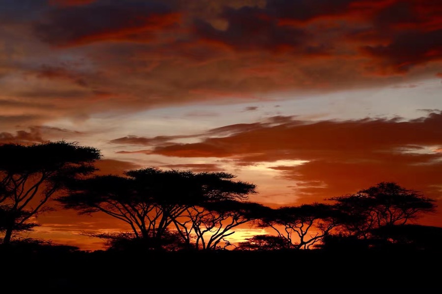 savannesunset