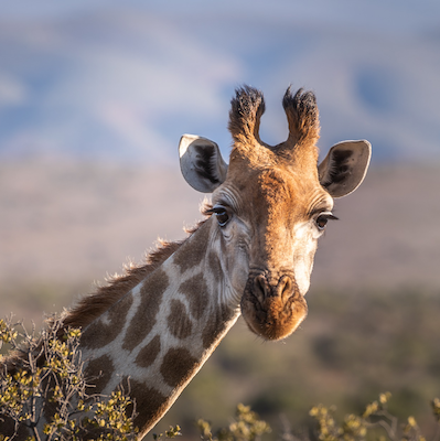 Safari i Tanzania og afslapning på Zanzibar