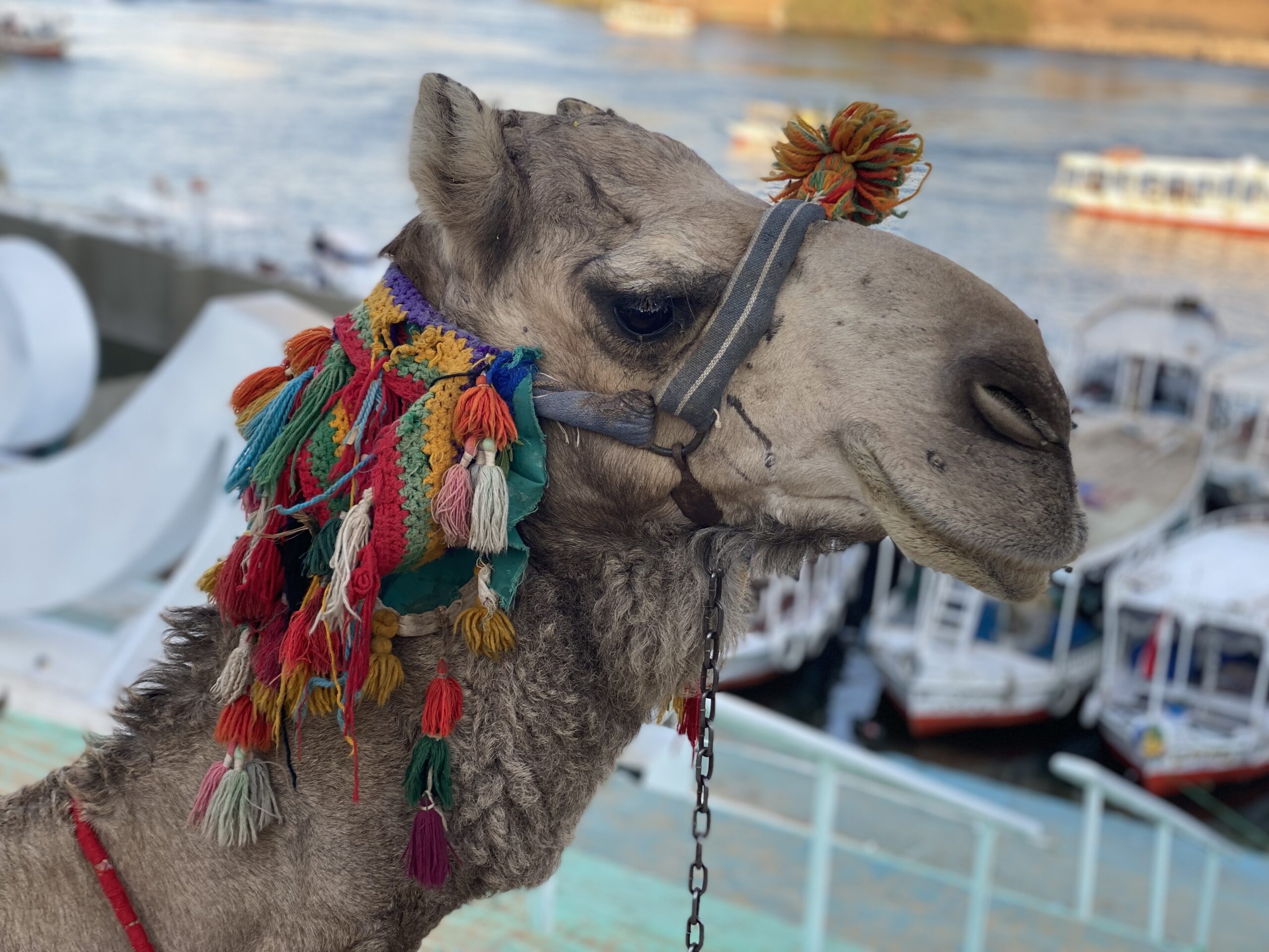 Skoleferie i Egypten - Nubian-camel