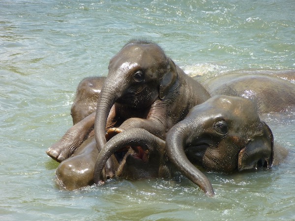 baby_elephant_Sri_Lanka_YounesRejser
