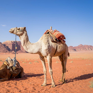 Fra Amman til Aqaba - Jordan - kamel - Younes Rejser