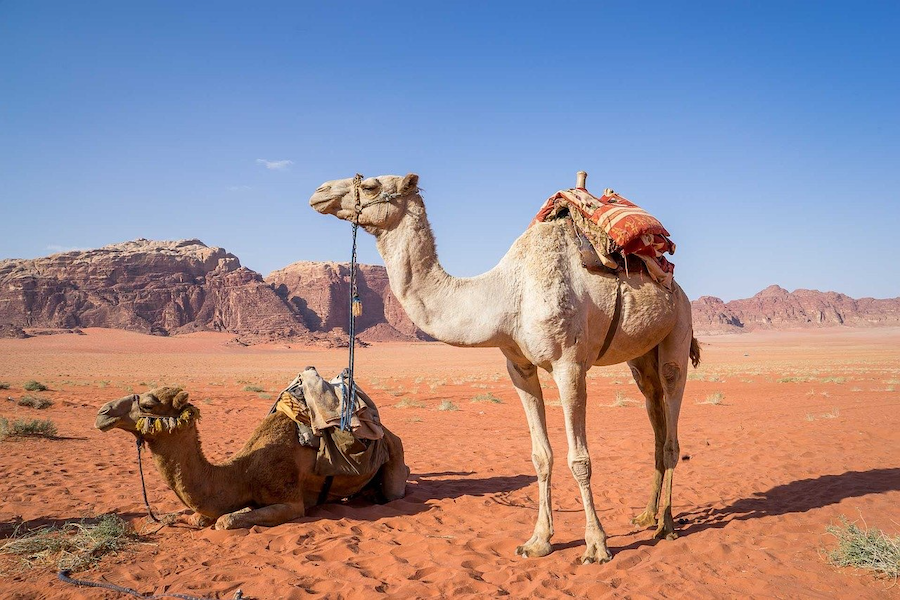 Fra Amman til Aqaba - Jordan - kamel - Younes Rejser