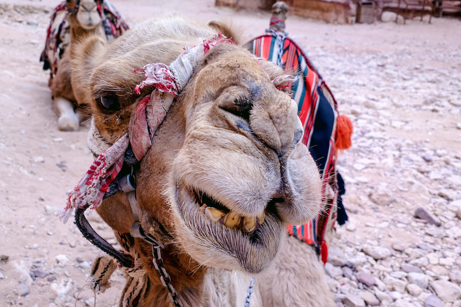 camel Oman - Younes Rejser